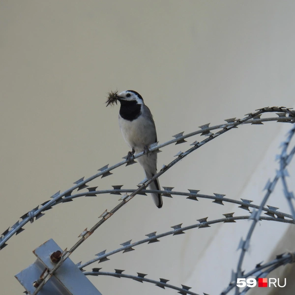 Рядом с камерами зоны транспортной безопасности часто летают трясогузки | Источник: Кирилл Хафизов / 59.RU