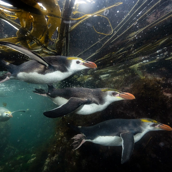 Финалист в номинации «Подводная съемка» | Источник: Ole Jørgen Liodden / European Wildlife Photographer of the Year 2025