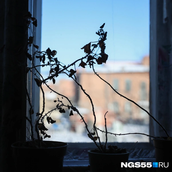 В нескольких комнатах погибли растения, для которых не нашлось места в новом доме | Источник: Евгений Софийчук / NGS55.RU