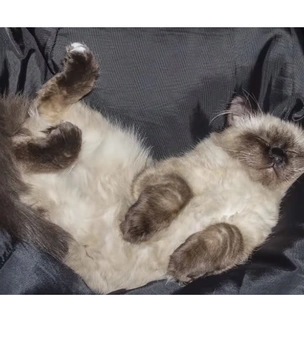 Что значит поза, в которой спит твоя кошка (7 поз)