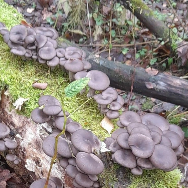 Источник: Алексей Попов / Грибы в Подмосковье 2025 / VK.com