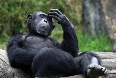 Sokwe-mtu: Family Life of Chimpanzees in Tanzania