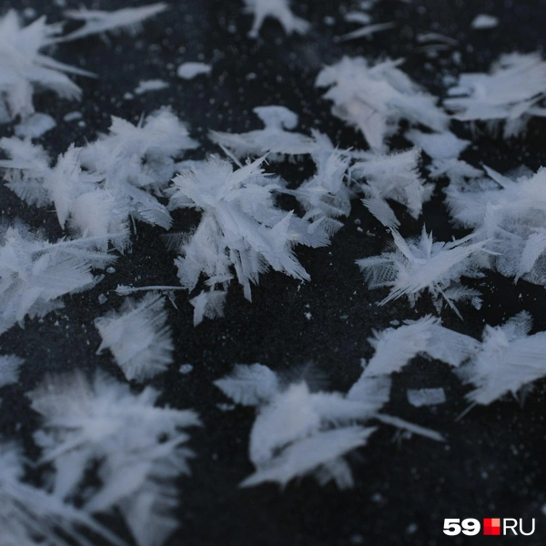 Вблизи видно: они не плоские, а объемные, как цветы | Источник: Тимофей Калмаков / 59.RU