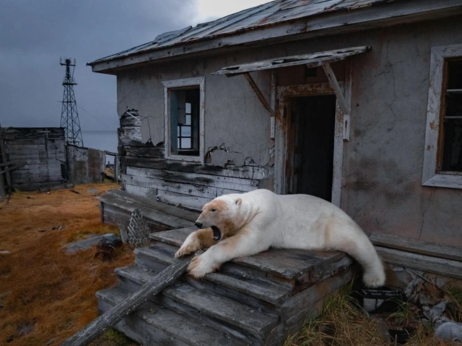 Хищники ждут, когда море покроется льдом | Источник: Вадим Махоров / apnews.com
