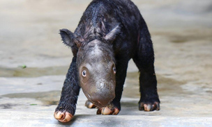 Первенец на 25 кило: посмотрите на детеныша суматранского носорога, который дал своему виду надежду