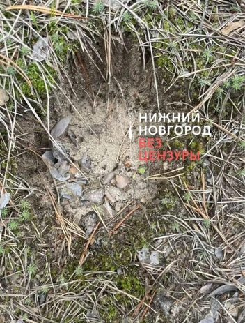 Следы медведя у поселка Фролищи | Источник: соцсети