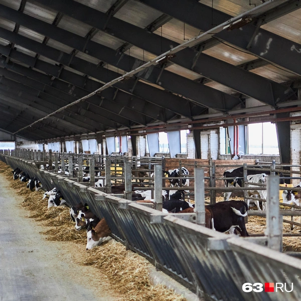 Источник: Роман Данилкин / 63.RU