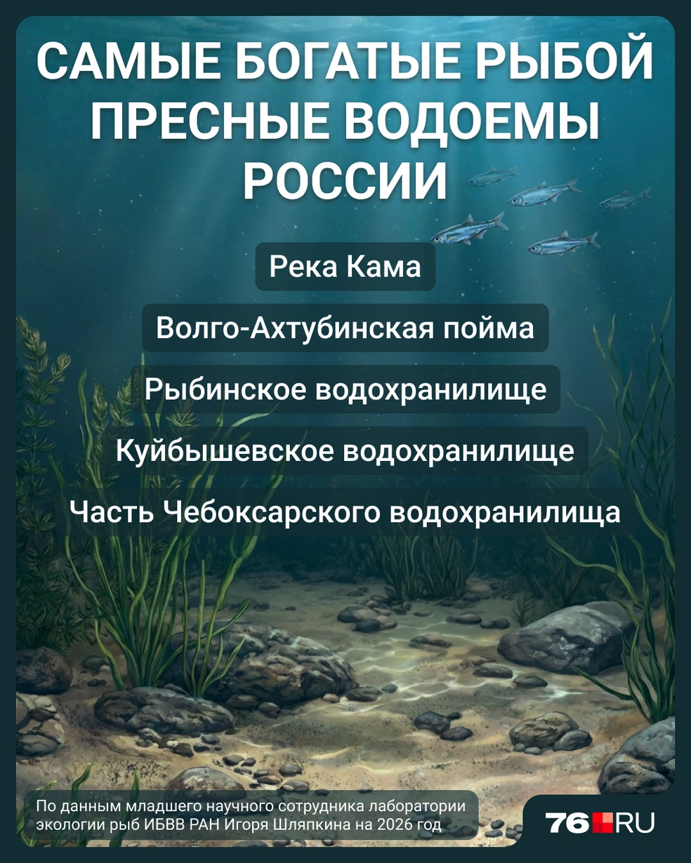 В каких пресных водоемах России водится больше всего рыбы | Источник: Мария Романова / Городские медиа