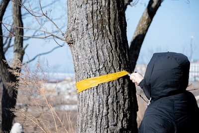 Жители Садгорода остановили вырубку леса под ИЖС