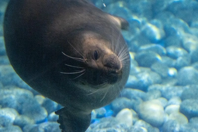 Ларга замечена на набережной Цесаревича во Владивостоке