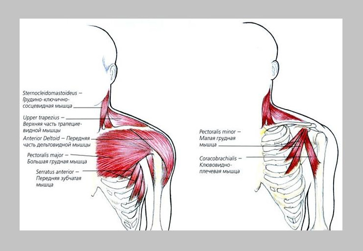 Как накачать мышцы груди: 2 комплекса упражнений, которые легко повторить дома