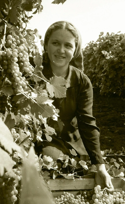 Садовод Валентина Маленина собирает виноград. 1959 год | Источник: фотофонд Самарского областного государственного архива социально-политической истории