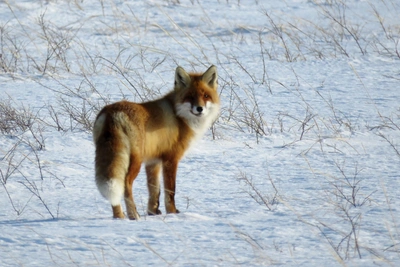 Fox Cub Fails to Catch Prey in Pre-Ural Steppe