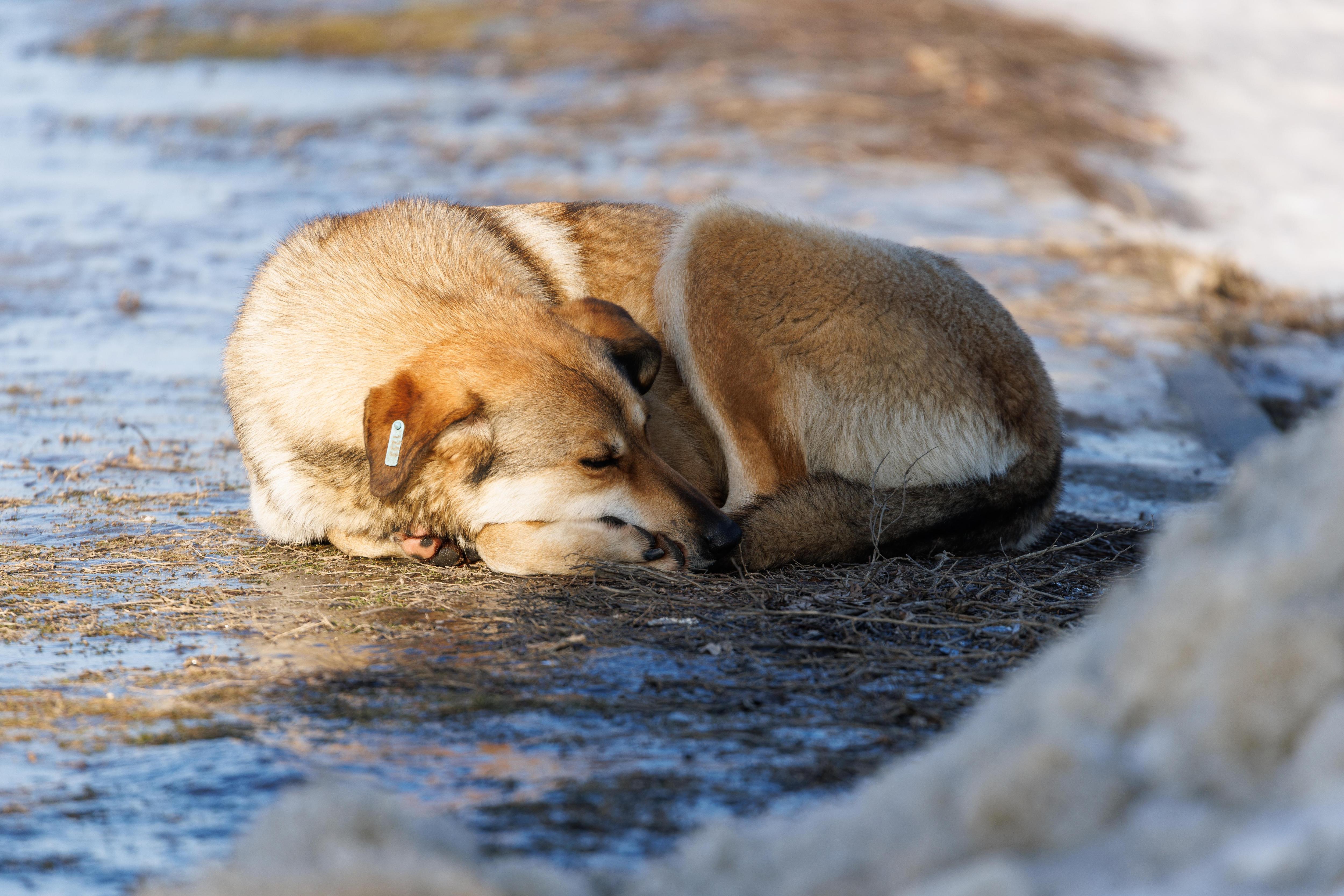 Укусили руку, ногу и лицо. Власти Краснокаменского округа заплатят пострадавшим от собак