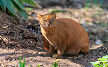 Самая неправильная кошка: почему ягуарунди опровергает многие законы своего племени