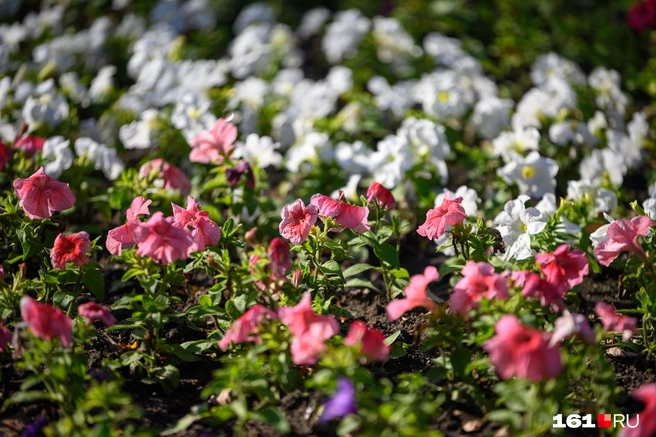 Семена петунии не нужно присыпать землей при посеве | Источник: Евгений Вдовин / 161.RU