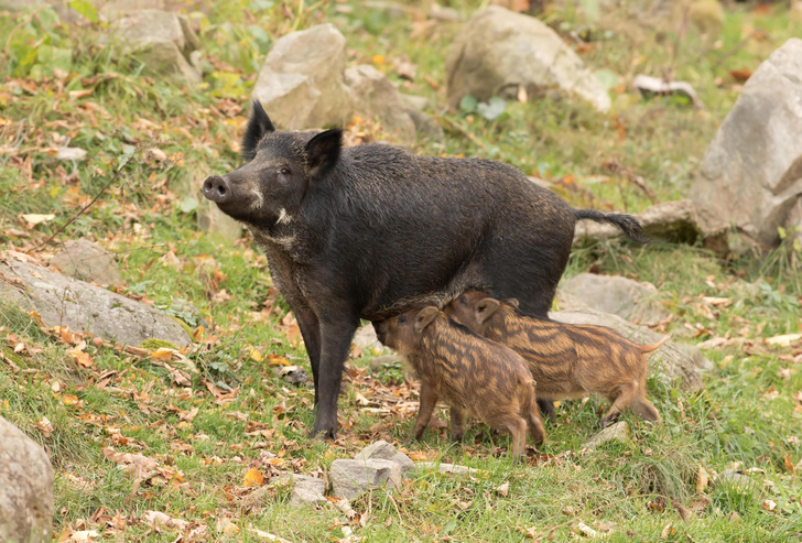 Настоящая свинья: как кабаны заставляют охотников и хищников считаться с собой