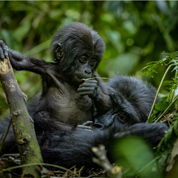 Источник: Vetri Duraiswamy / The Artist Gallery Awards&nbsp;— Wildlife 2023