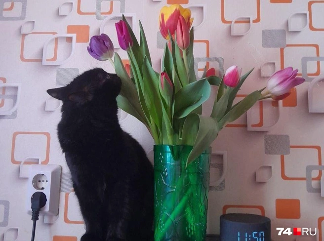 Впрочем, главный цветок сегодняшнего дня&nbsp;— тюльпан. Даже коты не остаются в стороне | Источник: читатель 74.RU