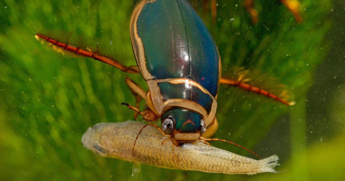 Стоковые фотографии по запросу Зелёный жук