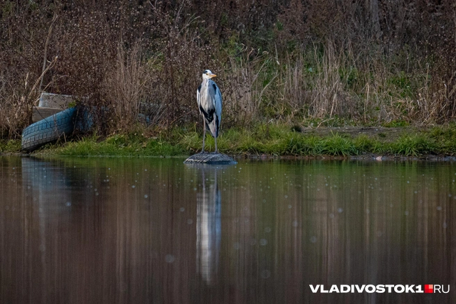 Источник: Елена Буйвол / VLADIVOSTOK1.RU