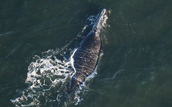 Впервые за два года обнаружен детеныш северного гладкого кита