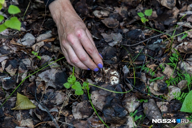 На Столбах растут необычные грибы | Источник: Артем Ленц / NGS24.RU