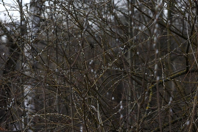 В Мурманской области 6 мая ожидается мокрый снег и гололедица