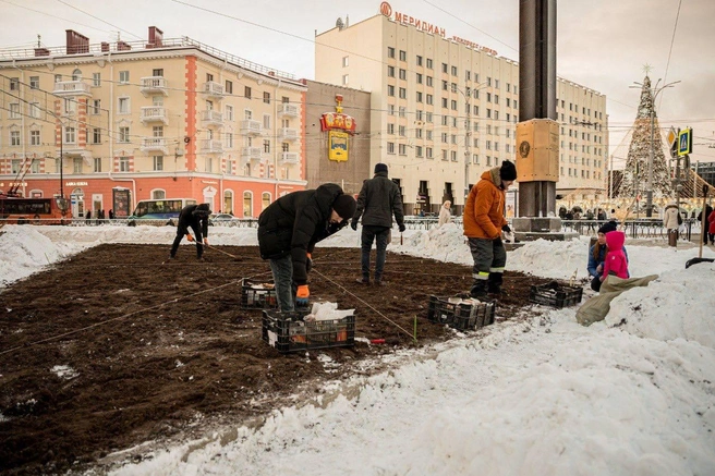 Тюльпаны вновь будут радовать мурманчан и гостей города | Источник: Иван Лебедев Мурманск / T.me