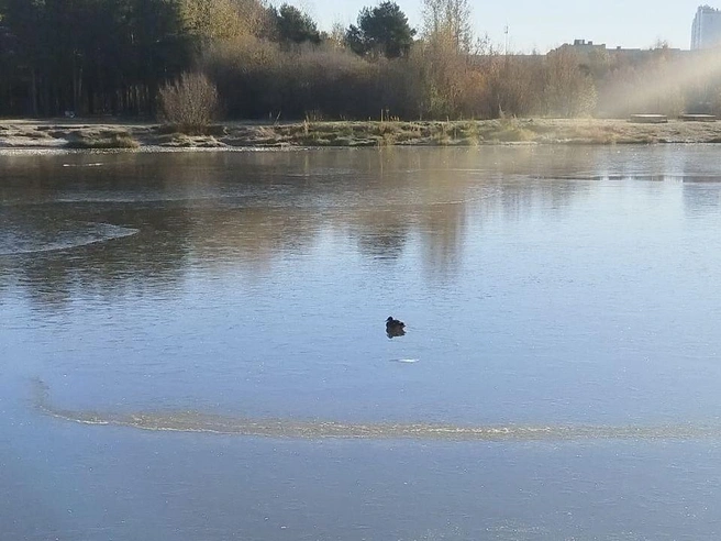 С уткой всё хорошо | Источник: администрация Сургута