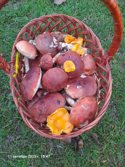 Какая красота! | Источник: Марина Лабзина, Грибы Ярославской области / Vk.com