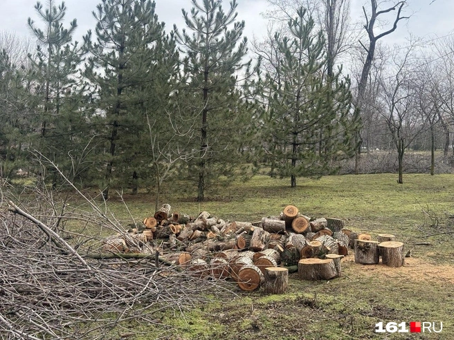Пока единственный метод уничтожения златки&nbsp;— рубка и ликвидация больных деревьев | Источник: Марина Рыбалкина / 161.RU