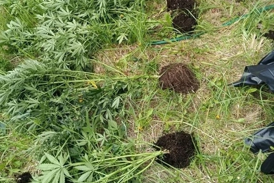 У жителя Смоленского округа изъяли более килограмма конопли