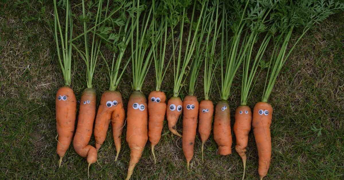 Как и когда сажать морковь в 2024 году: советы и рекомендации