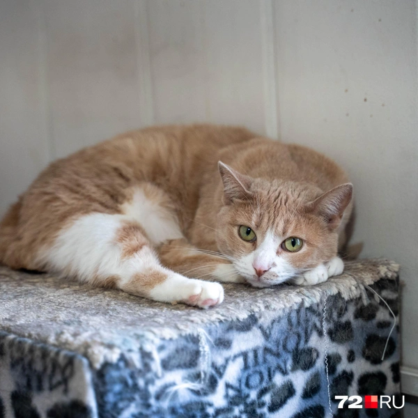 Источник: Илья Чикотин / 72.RU