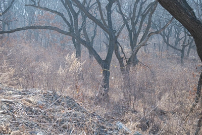 Участок леса на Садгороде выставлен на аукцион