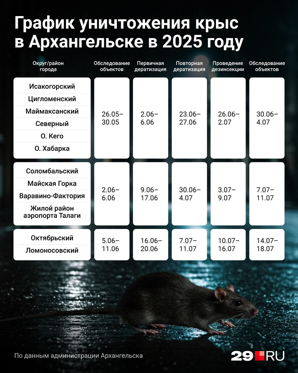 График дератизации | Источник: Евгения Бикунова / 29.RU