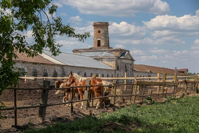 Historic stud farm horses saved from slaughter trucks