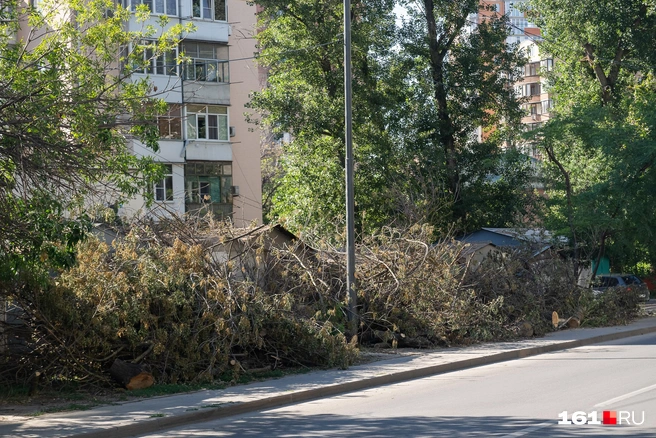 Ветки свалены вдоль дороги | Источник: Евгений Вдовин / 161.RU