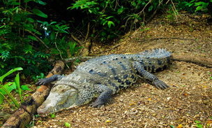 Самки крокодилов могут выводить потомство без самцов: детеныш получается клоном матери