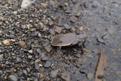 Юные экологи спасают редкий вид черепашек