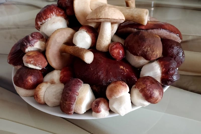 Грибники Зауралья делятся свежим уловом