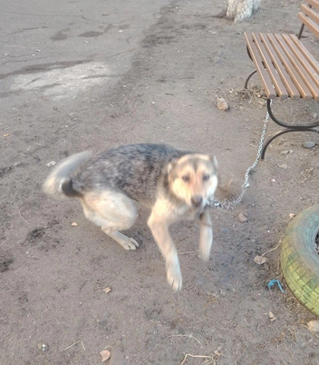 Собака в Могоче | Источник: «Могоча[NEWS]» / Telegram