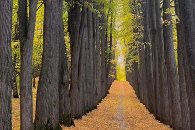 Парк с вековыми деревьями под Казанью могут лишить охранного статуса