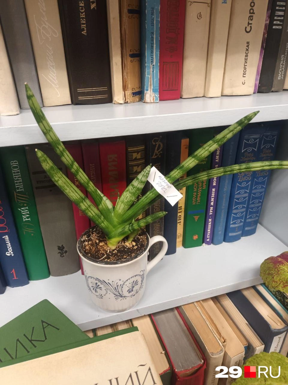 Растение за 780 рублей | Источник: Мария Вершинина / 29.RU