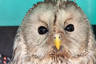 Иркутский зоопарк выпустил на волю спасенную сову