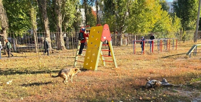 Источник: читатель Voronezh1.ru