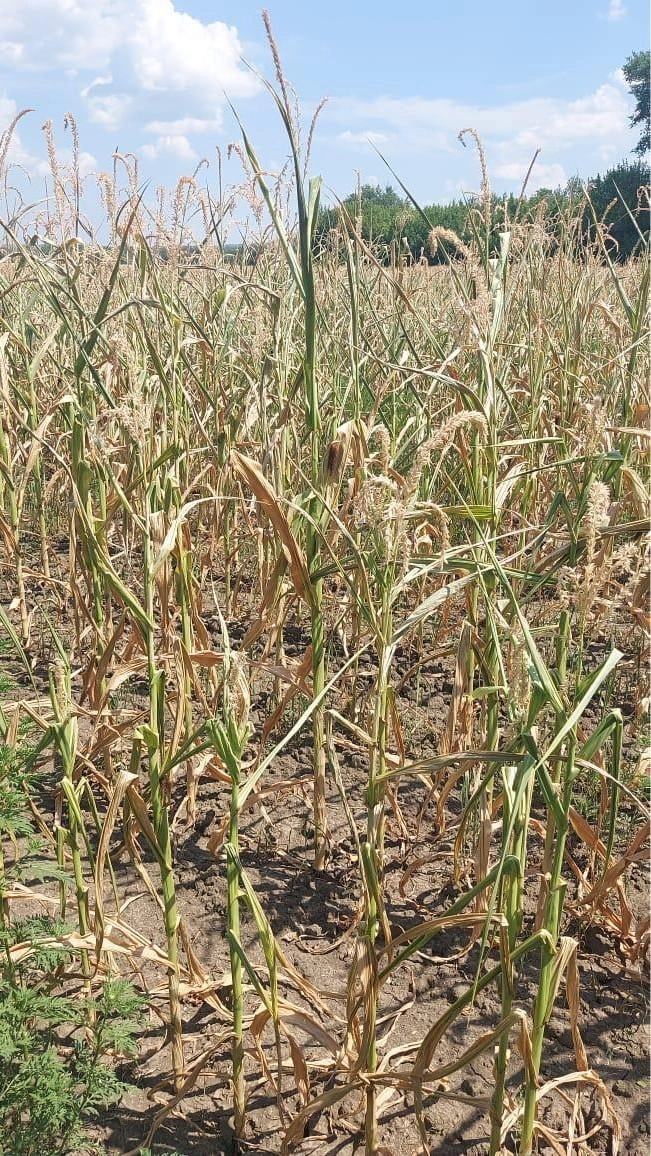 Засуха «высушила» кукурузу | Источник: предоставил Сергей Авакян