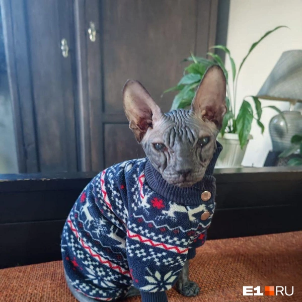 Источник: Читатель E1.RU