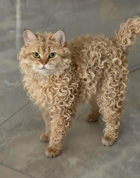 Источник: Социальные сети